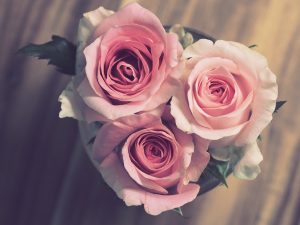 roses, flower background, pink-3072698.jpg